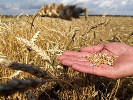 На Южном Урале нашли причину низких урожаев зерновых — земля больна.