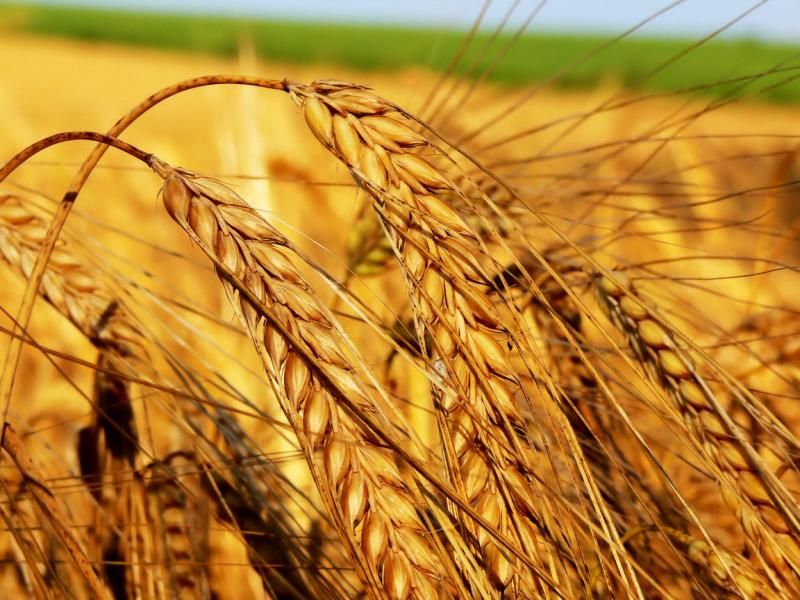 В Волгоградской области внедряется научно-обоснованная система «сухого» земледелия