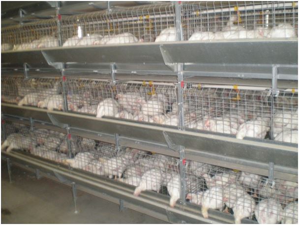 На Поволжской МИС завершены испытания клеточного оборудования ТБЦ для выращивания цыплят-бройлеров