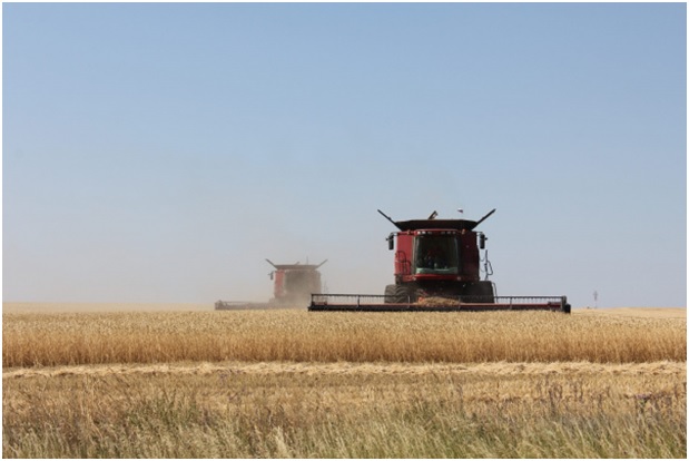 В Самарской области собрали 1,5 млн тонн зерна