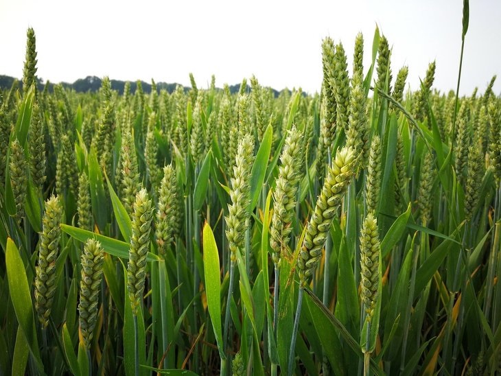 Агроновости: Каждая сортозамена озимой пшеницы дает прибавку урожайности от 1,5 до 2-х тонн на гектар