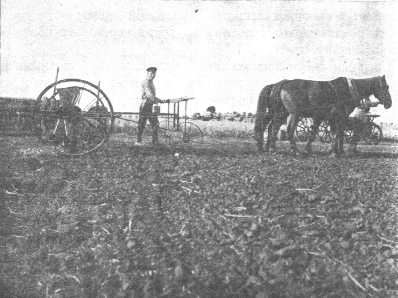 Испытания конной сеялки, 1911 год