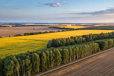 Более 80 проектов по агролесо- и фитомелиорации реализовано в рамках госпрограммы «Земля»