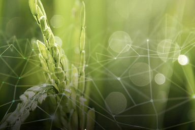 Минсельхоз подвел итоги рейтинга цифровой трансформации АПК в Центральной России